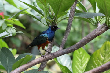 Egzotyczny ptak © Rochu_2008