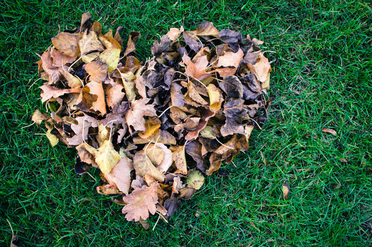 autumn leaves