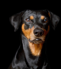 Purebred German Pinscher