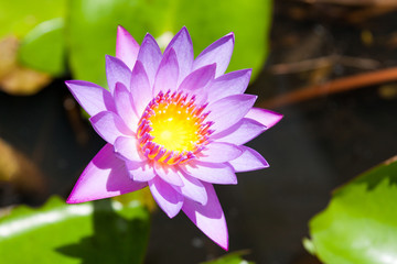 Lotus  flowers.
