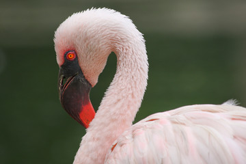 flaming © Rochu_2008