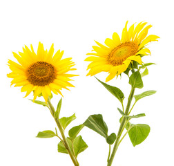 Fototapeta premium sunflower isolated