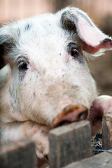 Fototapeta premium little pig