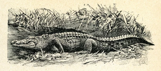 Papier Peint photo Lavable Crocodile Crocodile du Nil (Crocodylus niloticus)