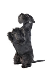 Dog (Schnauzer) dances