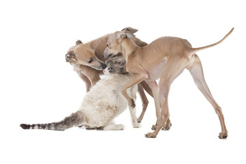 Obraz na płótnie Canvas Two dogs playing with a cat