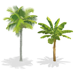 Obraz premium Coconut palm and banana tree. Vector illustration.