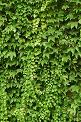 Wall of wild grape leafs