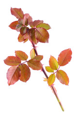 Naklejka na ściany i meble Color autumn rose branch isolated on white background