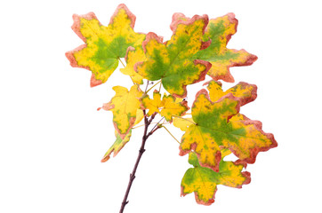 Autumn maple branch isolated on a white background