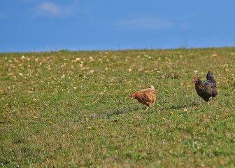 Two hens on a grass field