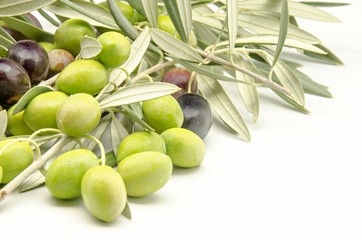 Aceitunas recien cosechadas