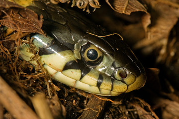 Grass Snake (Natrix natrix)