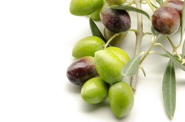 Aceitunas recien cosechadas