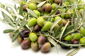 Aceitunas recien cosechadas