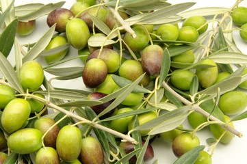 Aceitunas recien cosechadas