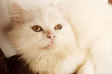 Obraz premium White kitten