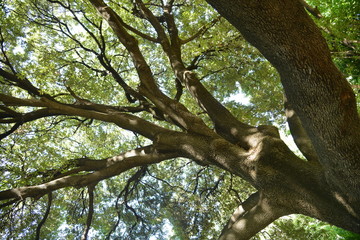 Huge tree in the National Garden Athens Greece