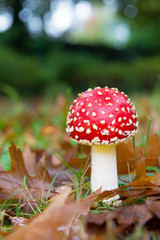 Fly agaric