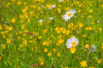 Wild summer flowers