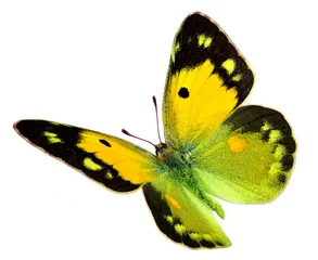 Photo sur Aluminium Papillon Jaune obscurci (Colias croceus) en vol