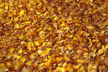Autumnal leaves