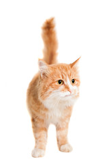 Ginger mixed breed cat, isolated on white