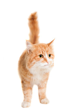 Ginger mixed breed cat, isolated on white