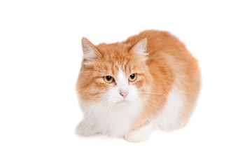 Ginger mixed breed cat, isolated on white