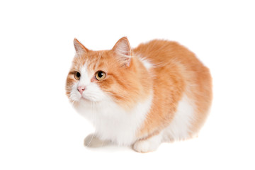 Ginger mixed breed cat, isolated on white