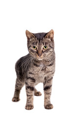 Thin adult tabby cat, isolated on white