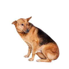 Mixed breed dog isolated on white background