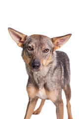 Mixed breed dog isolated on white background