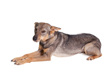 Mixed breed dog isolated on white background