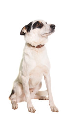 Mixed breed dog isolated on white background