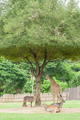 Deer and giraffe under a tree.