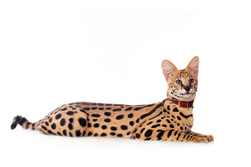 Obraz premium Beautiful serval (Leptailurus serval) on the white background
