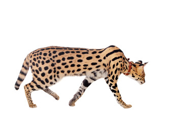 Naklejka premium Beautiful serval (Leptailurus serval) on the white background