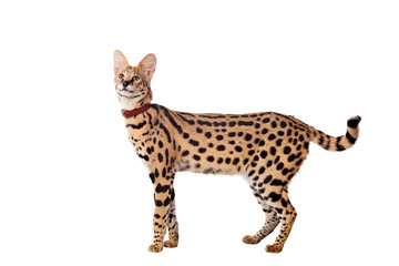 Fototapeta premium Beautiful serval (Leptailurus serval) on the white background