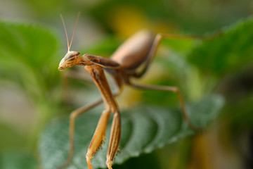 Mantide religiosa marrone su una foglia verde