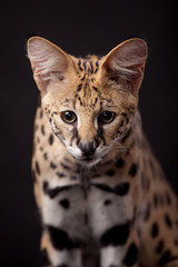Beautiful serval (Leptailurus serval) on the black background