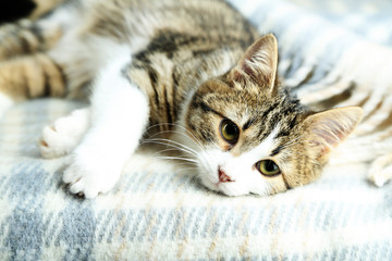 Cat on plaid close-up