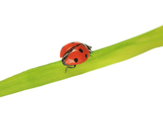 Beautiful ladybird on green grass, isolated on white