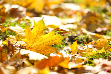 Maple leaves in park, close-up
