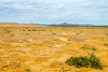 Desert Landscape