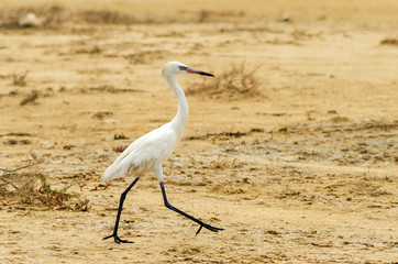 Walking Great Egret