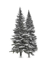 Spruce in the snow isolated on white