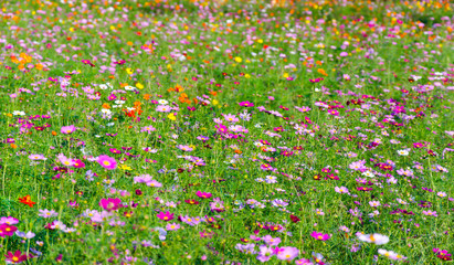 flowers garden