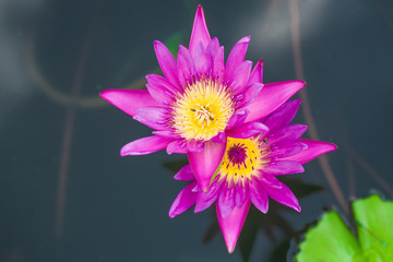 Pink twin lotus flower blossom in water