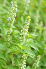 Ocimum basilicum, Hairy basil, American basil, Lemon basil